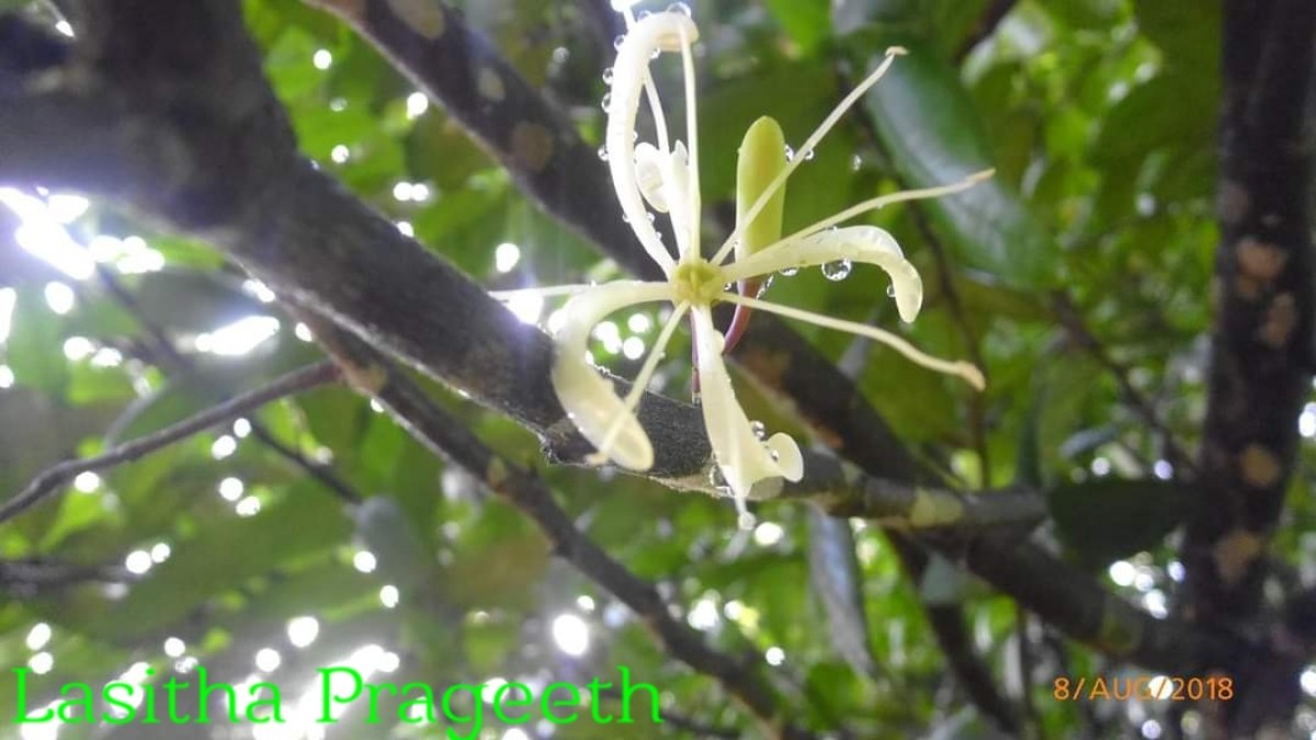 Quassia indica (Gaertn.) Noot.